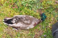 Anas platyrhynchos