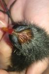 Gallinula chloropus