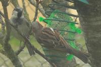 Passer domesticus
