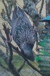 Sturnus vulgaris