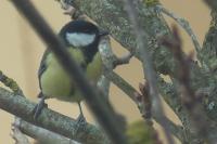 Parus major