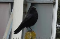 Corvus corone