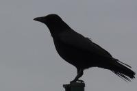 Corvus corone