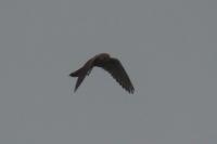 Falco tinnunculus