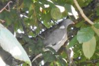 Columba palumbus