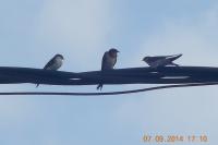 Hirundo rustica