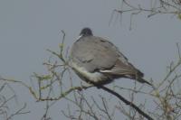 Columba palumbus