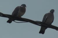 Columba palumbus