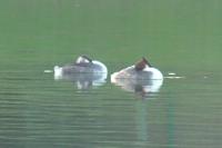 Podiceps cristatus