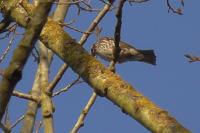 Turdus iliacus