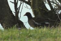 Gallinula chloropus