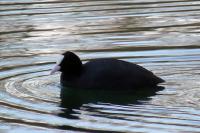 Fulica atra