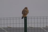 Falco tinnunculus