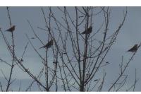 Turdus pilaris