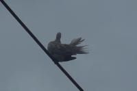 Streptopelia decaocto