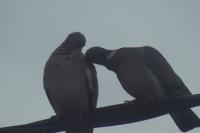 Columba palumbus