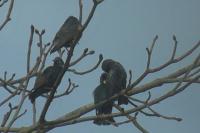 Sturnus vulgaris