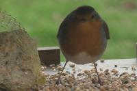 Erithacus rubecula