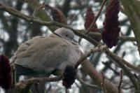 Streptopelia decaocto