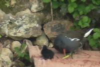 Gallinula chloropus