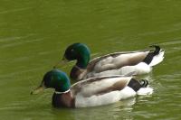 Anas platyrhynchos