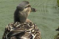 Anas platyrhynchos