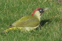 Picus viridis