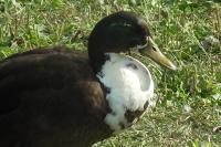 Anas platyrhynchos