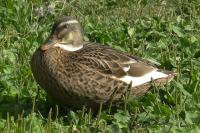 Anas platyrhynchos