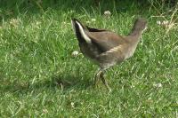 Gallinula chloropus