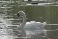 Cygnus olor