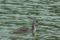 Podiceps cristatus