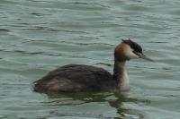 Podiceps cristatus