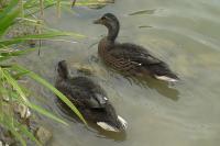 Anas platyrhynchos