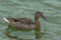 Anas platyrhynchos