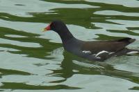 Gallinula chloropus