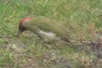 Picus viridis