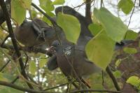 Columba palumbus
