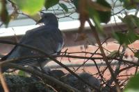 Columba palumbus