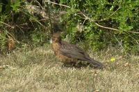 Turdus merula