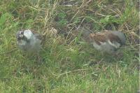 Passer domesticus