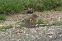 Fringilla coelebs