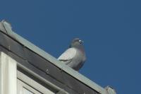 Columba livia