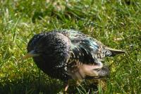 Sturnus vulgaris