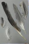 Ardea cinerea