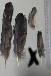 Corvus