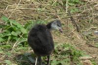 Fulica atra