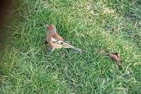 Fringilla coelebs