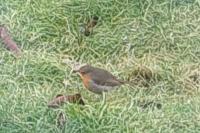 Erithacus rubecula