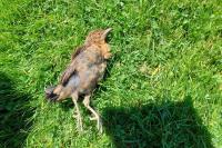 Turdus merula